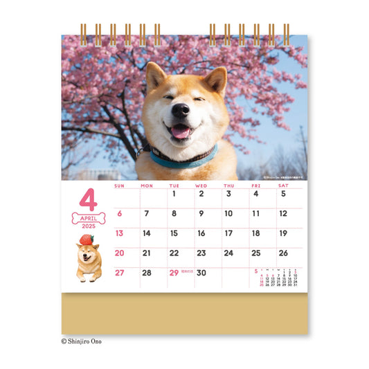 NK-529 卓上カレンダー 柴犬まるとおさんぽ